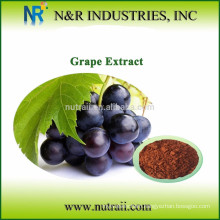 Reliable supplier bulk grapeseed oil